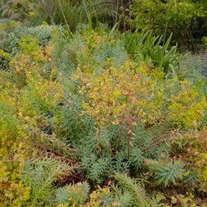 Euphorbia 'Blue Haze'