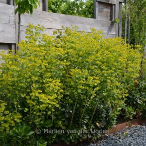 Euphorbia amygdaloides var. robbiae