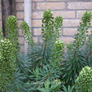 Euphorbia characias 'Black Pearl'
