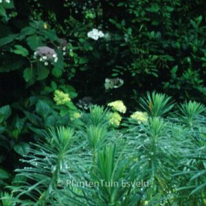 Euphorbia characias 'Blue Wonder'
