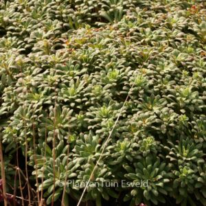 Euphorbia characias 'Portuguese Velvet'