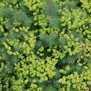 Euphorbia cyparissias 'Clarice Howard'