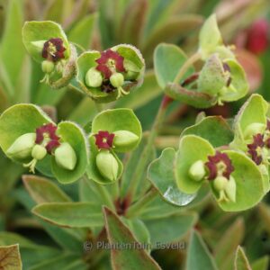 Euphorbia martini 'Kolibri'