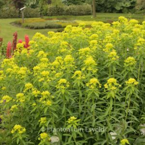 Euphorbia schillingii