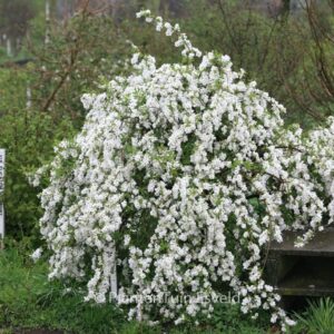 Exochorda 'The Bride'