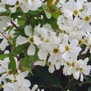 Exochorda racemosa 'Huibl' (BLUSHING PEARL)