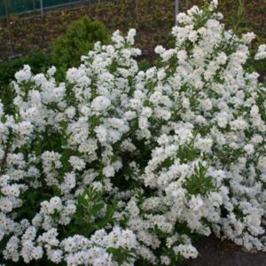 Exochorda racemosa 'Niagara'