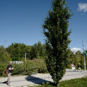 Fagus orientalis 'Iskander'