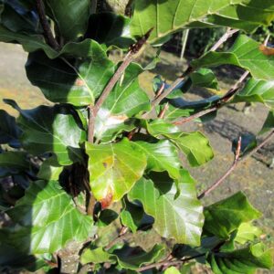 Fagus sylvatica 'Anniek'