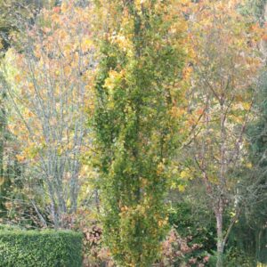 Fagus sylvatica 'Dawyck'