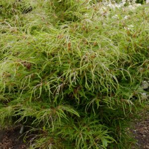 Fagus sylvatica 'Mercedes'