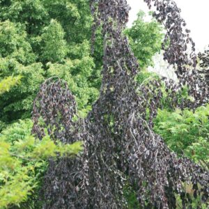 Fagus sylvatica 'Purple Fountain'