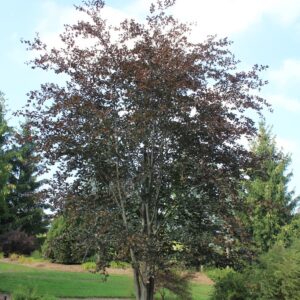 Fagus sylvatica 'Riversii'