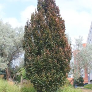 Fagus sylvatica 'Rohan Obelisk'