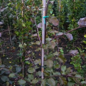 Fagus sylvatica 'Swat Magret'