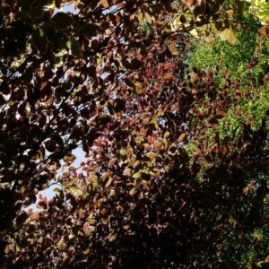 Fagus sylvatica 'Tricolor'