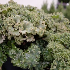 Farfugium japonicum 'Wavy Gravy'