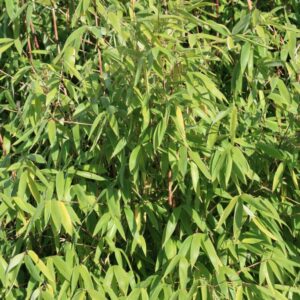 Fargesia 'Winter Joy'