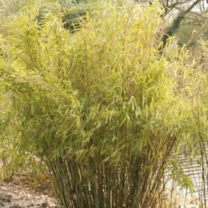 Fargesia murielae 'Jumbo'