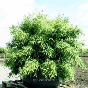 Fargesia murielae 'Lava'