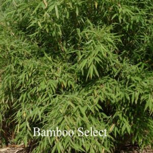 Fargesia murielae 'Simba'