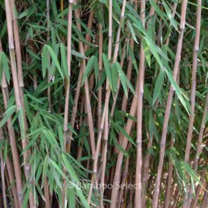 Fargesia nitida 'Nymphenburg'