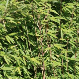 Fargesia nitida 'Pillar'