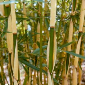 Fargesia robusta 'Pingwu'