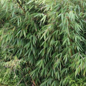 Fargesia robusta 'Wolong'