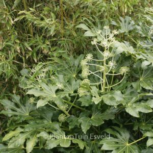 Fatsia japonica
