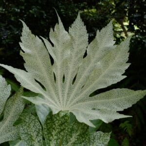 Fatsia japonica 'Spider's Web'