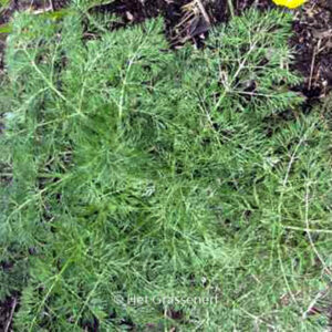 Ferula communis ssp. glauca