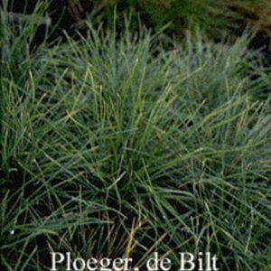 Festuca glauca