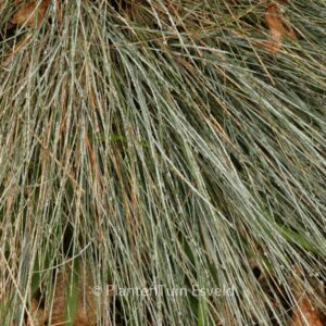 Festuca glauca 'Blauglut'