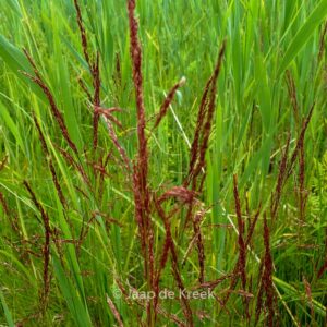 Festuca rubra