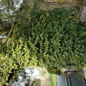 Ficus carica x pumila