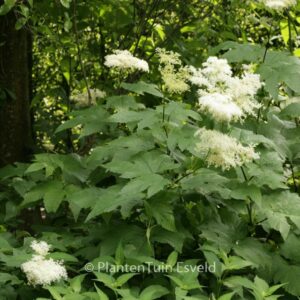 Filipendula kamtschatica