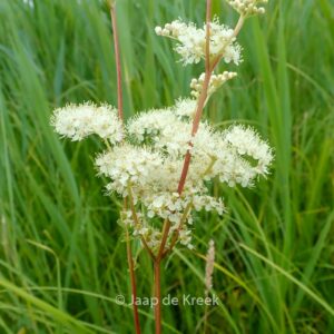 Filipendula ulmaria
