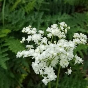Filipendula vulgaris 'Multiplex'