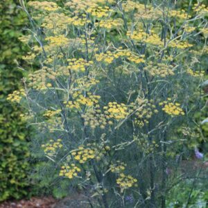 Foeniculum vulgare