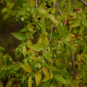 Fontanesia phillyreoides