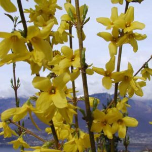 Forsythia intermedia 'Courtalyn' (WEEKEND)