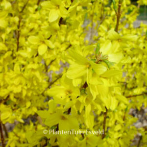 Forsythia intermedia 'Flojor' (MINIGOLD)