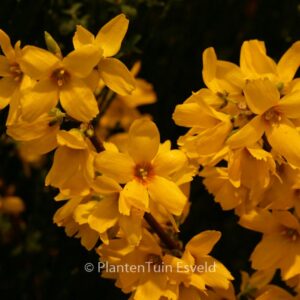 Forsythia intermedia 'Goldrausch'