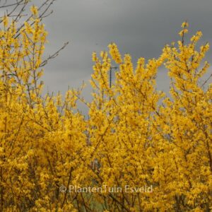 Forsythia intermedia 'Spectabilis'