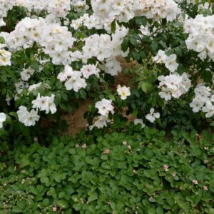 Fragaria 'Frel' (PINK PANDA)