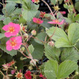 Fragaria 'Stockbolwi' (LIPSTICK)