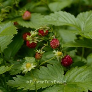 Fragaria vesca