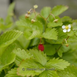 Fragaria vesca 'Ruegen'