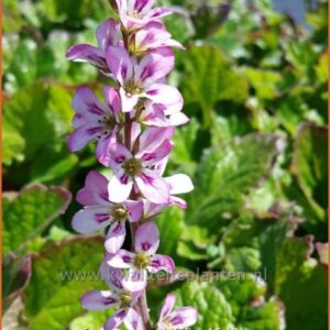 Francoa sonchifolia